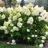 Live Green Hydrangea Shrub, Flowering Plant In 6-12 Inch Pot For Patio