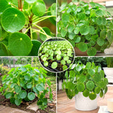 Live Money Plant, 4-6 Inch Pilea Peperomioides Indoor Houseplant D��cor
