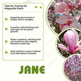 Live Jane Magnolia Tree, Fragrant Flowers, 6-12 Inches Tall, 2.5-Inch Pot