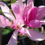 Ann Magnolia Live Plant, 6-12 Inch Flowering Tree For Outdoor Garden Areas