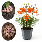 10 Tiger Lily Flower Bulbs, Turk's Cap Roots For Outdoor Growing, Orange