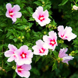 2 Rose Of Sharon Pink Flowering Shrubs, Live Bare Root Plants, 1-2 Ft Tall