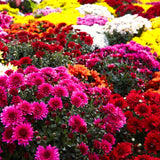 2 Live Mixed Mums Flower Plants For Patio Containers, 5-7 Inches, Late Fall