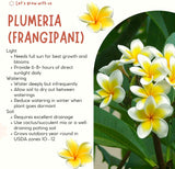 Yellow Plumeria Frangipani Live Tropical Plant, 1-2 Ft Tall, 1 Gallon Pot