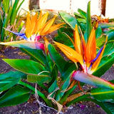Strelitzia Reginae Live Plant, Orange Bird Of Paradise, 4-9 Inches Tall