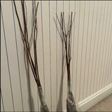 3 White Dogwood Live Trees, 12-24 Inch Outdoor Plants, Cold Hardy Blooms