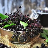 Live Black Elderberry Shrub In Quart Pot, Sweet Fruit-Bearing Garden Plant