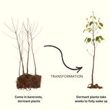 2 Live Redbud Trees, 6-12 Inch Dormant Bare Root Flowering Landscape Plants