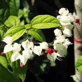 2 Live Clerodendrum Vines, White Bleeding Heart Plants, 4-6 Inches Tall