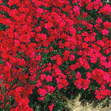 2 Live Creeping Phlox, 4-8 Inch Perennial Plants For Garden Ground Cover
