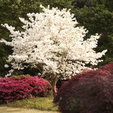 White Flowering Dogwood Tree, 6-12 Inches Tall, Home Garden, 4-Inch Pot