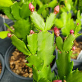 2 Colorful Christmas Cactus Plants, Live 4-7 Inch Seasonal Houseplants
