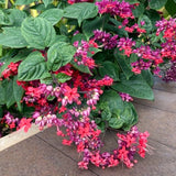 4 Clerodendrum Live Flower Vines, Red Purple Blooms, 5-10 Inches Tall.