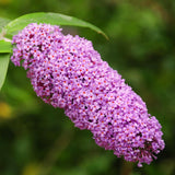 Pink Buddleia Butterfly Bush, 4 To 6 Inch Live Outdoor Starter Shrub Plant
