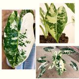 2 Live Variegated Philodendron Plants, Easy-Care Houseplants, 5-7 In Tall