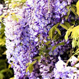 2 Live Trees, Wisteria Plants 1-2 Ft Tall With A Climbing Vine Growth Form