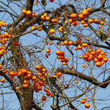 Cold Hardy Persimmon Fruit Tree, Live Plant Measuring 6-12 Inches Tall