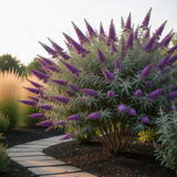 2 Dark Purple Butterfly Bush Plants, Perennial Shrubs, 4-7 Inches Tall