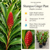 Warm Climate Red Awapuhi Shampoo Ginger, Zingiber Zerumbet, 4-7 Inch Plant
