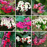 3 Live Mixed Bleeding Heart Plants, Ornamental Vines, 5-10 Inches Tall