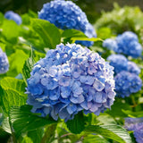 Live Hydrangea Flowering Shrub, Pink To Blue, 5-11 Inches For Garden Beds