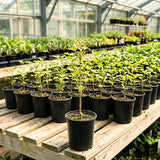 Quart Pot White Dogwood Live Tree, 8-10 Inches Tall, Outdoor Ornamental