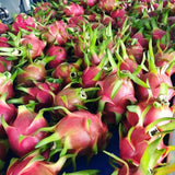 Live Red Dragon Fruit Plant In 4-Inch Pot, For Outdoor Garden Containers