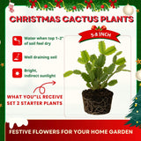 2 Live Purple Christmas Cactus Plants, 4-7 Inch Holiday Houseplants Decor