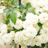 Live White Climbing Rose Plant, Flowering Bush For Indoor Or Outdoor Use