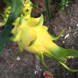 Live Yellow Dragon Fruit Plant, 6 Inch Tall Fruit Plant For Garden Growing