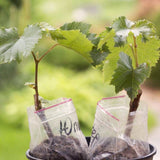 2 Red Grape Vine Live Plants, 5-8 Inch Tall Vines For Sunny Garden Growing