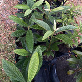 Live Loquat Fruit Tree In Gallon Pot, 10-14 Inch Plant For Garden Planting