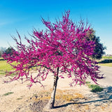 2 Eastern Redbud Seedlings, Live Flowering Trees, 6-14 Inch-Tall Plants