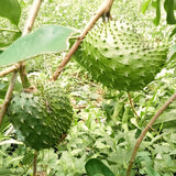 Live Guanabana Fruit Tree, 6-8 Inches Tall In 4-Inch Pot, Soursop Plant