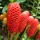 10 Awapuhi Shampoo Ginger Roots, Red Zingiber Zerumbet Plants For Growing