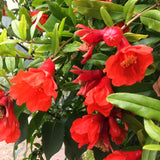 Live Red Pomegranate Tree, 6-10 Inches Tall, Outdoor Perennial Fruit Plant