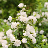 Live Mock Orange Shrub, 1-Year-Old Potted Plant, Fragrant White Blooms