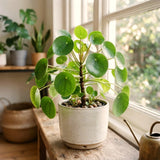 Live Pilea Money Plant, 5-7 Inch Indoor Perennial Houseplant, Without Pot