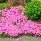 2 Creeping Phlox Live Plants, Pink Perennial Flowers, 4 To 8 Inches Tall