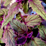 2 Indoor Purple Passion Houseplants, Live Velvet Plants, 4-9 Inches Tall
