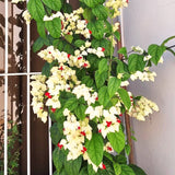 2 Live Clerodendrum Vines, White Bleeding Heart Plants, 4-6 Inches Tall