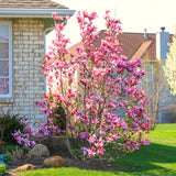 Ann Magnolia Live Tree Plant, Ornamental, 6-12 Inch Tall, 2.5 Inch Pot
