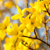 2 Live Lynwood Gold Forsythia Shrubs, 6-12 Inch Bareroot Garden Plants