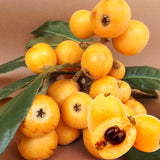Live Loquat Fruit Tree Plant, 5-9 Inches Tall, Cold-Hardy Garden Potted