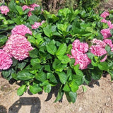 Live Blue Hydrangea Shrub, 5-10 Inch Flowering Plant For Outdoor Gardens