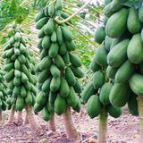 Live Papaya Fruit Tree, Tropical Plant 5-10 Inches Tall In A 4 Inch Pot