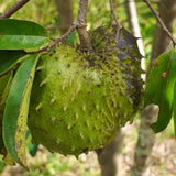 Tropical Live Guanabana Soursop Fruit Tree, 6-8 Inch Plant In A 4 Inch Pot