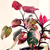 2 Variegated Philodendron Live Plants, 5-8 Inch Easy-Care Houseplants, Mix