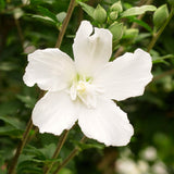 Live White Rose Of Sharon Shrub Plant, Upright Flowering, 6-10 Inches Tall