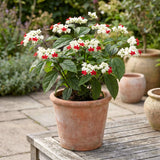 2 Random Clerodendrum Live Plants, 4-8 Inch Tropical Indoor Outdoor Vine